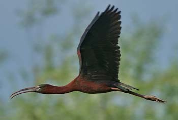 glos ibis