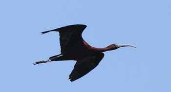 Glossy_Ibis_1700_e