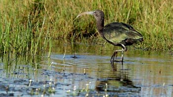glossyibis2 nottnm