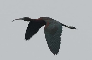 gloucsglossyibis