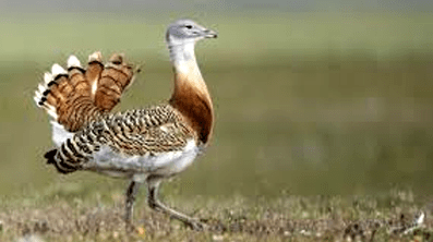 great bustard ddddddddddddddddddddddddddd