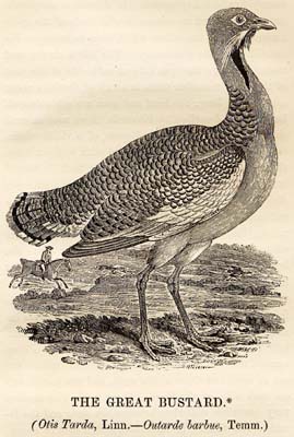 Great_Bustard_woodcut_in_Bewick_British_Birds_1797