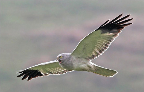 hen_harrier_470_6_470x300