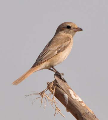 isabellineshrike cdrfvgxxxxxxxxxxxxxxxxxxxxxxx
