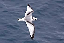 kitti xxxxxxxxxxxxxxxxxxxxxxxxxxx