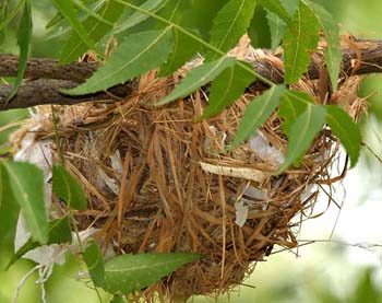 nest Golden_Oriole_(Oriolvvvvvvvvvvvvvvvvvv