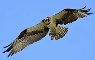 ospr michiganxxxxxxxxxxxxxxxxxxxxxxxxxxxxxxx