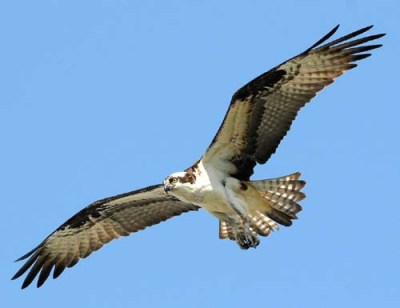 Osprey-5xxxxxxxxxxxxxxxxxxxxxxxxxxxxxxxxxxxx