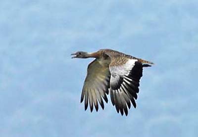 outarde-barbue-vol2qqqqqqqqqqqqqqqqqqqqq