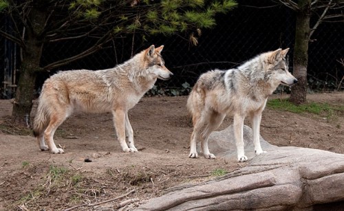 pair-of-mexican-wolves