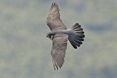 peregrineflying