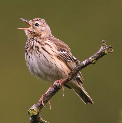 tree pipitqqqqqqqqqqqqqqqqqqqqqqqqqqq